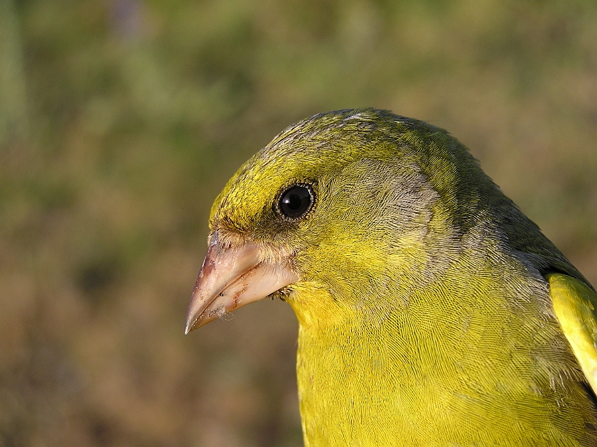 European Greenfinch, Sundre 20080602